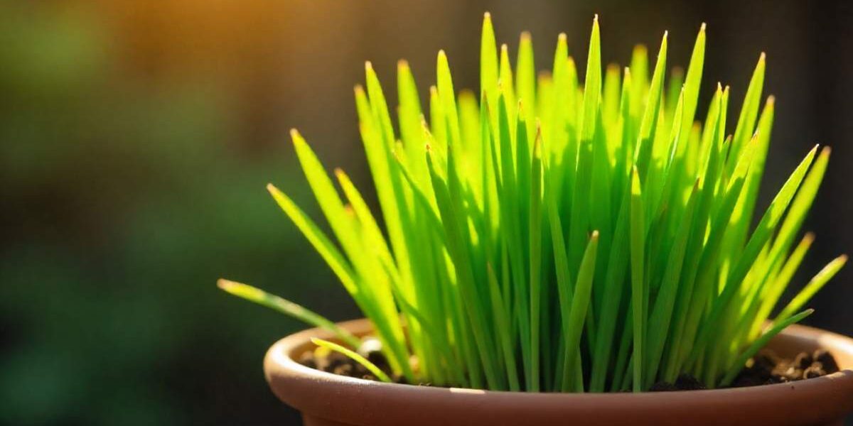 Benefits of Lyposingrass: A Beginner’s Guide