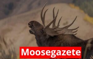 Moosegazete: Know All Interesting Information About